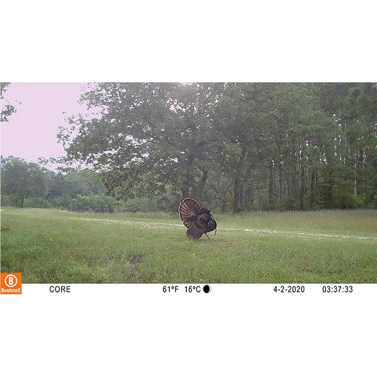 Digitale Wildkamera Trail Cam Core S, No Glow, brown
